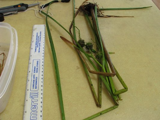 site 2 emergent burreed